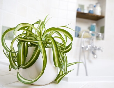Chlorophytum plante salle de bain